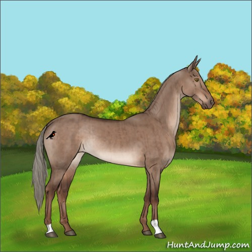 Horse Color:Liver Red Dun Mushroom Rabicano Brindle