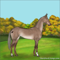 Horse Color:Liver Red Dun Mushroom Rabicano Brindle 