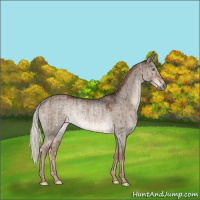 Horse Color:Liver Red Dun Mushroom Rabicano Brindle 