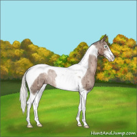 Horse Color:Liver Red Dun Mushroom Sabino Tobiano Varnish Rabicano Brindle 