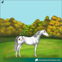 Horse Color:Brown Dun Appaloosa Rabicano Brindle 