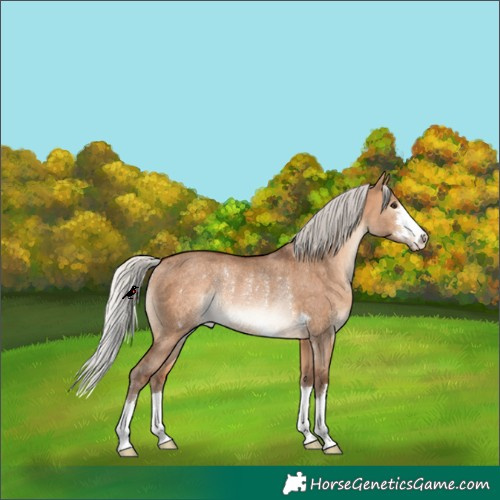 Horse Color:Silver Brown Dun Rabicano 