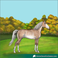 Horse Color:Silver Brown Dun Rabicano