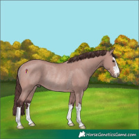 Horse Color:Platinum Chocolate Bay Rabicano 