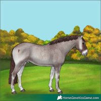 Horse Color:Platinum Chocolate Smoky Blue Onyx Roan Rabicano