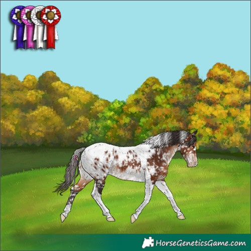 Horse Color:Bay Tobiano Appaloosa 