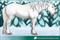 Horse Color:Gold Champagne Pearl Sabino Appaloosa 