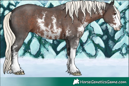 Horse Color:Liver Chestnut Mushroom Sabino 