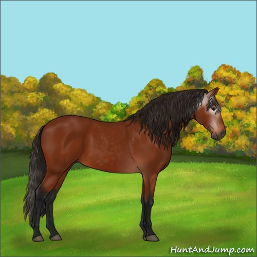 Horse Color:Gray Bay 