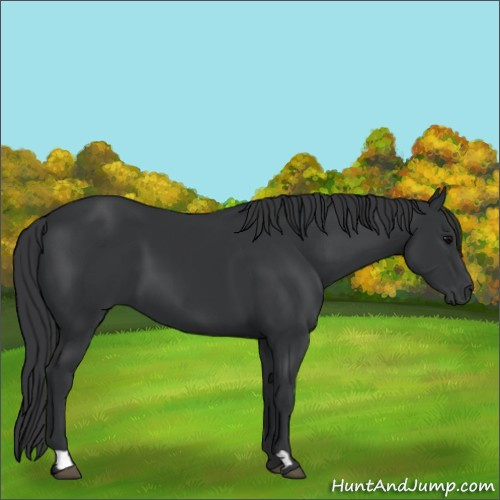 Horse Color:Black 