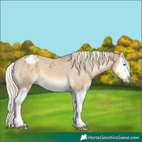 Horse Color:Chocolate Palomino Dun Splash Varnish 