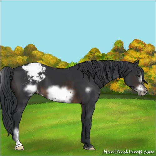 Horse Color:Brown Sabino Frame Varnish