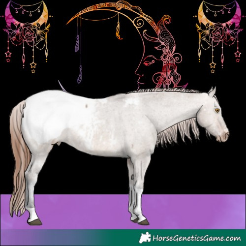 Horse Color:Brown Dun Tobiano Appaloosa 