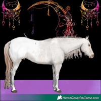 Horse Color:Brown Dun Tobiano Appaloosa