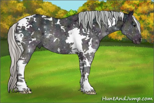 Horse Color:White Spotted Midnight Silver Black Ice Tobiano Rabicano 