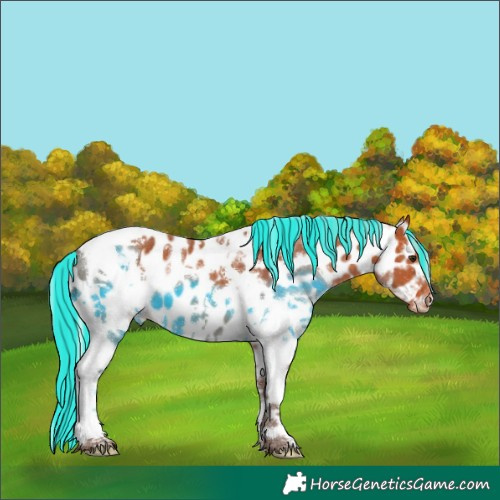 Horse Color:Painted White Spotted Silver Bay Tobiano Appaloosa 