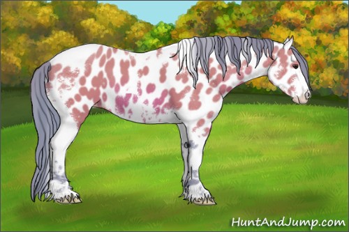 Horse Color:Watercolor Brown Sabino Tobiano Appaloosa 
