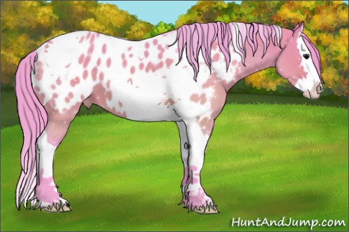 Horse Color:Watercolor Brown Dun Splash Tobiano Appaloosa 