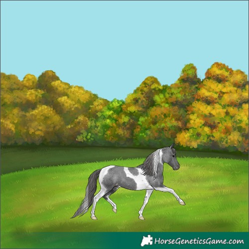 Horse Color:Black Tobiano Appaloosa