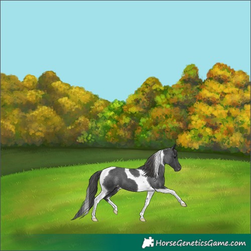 Horse Color:Black Tobiano Varnish