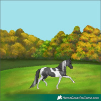 Horse Color:Black Tobiano Appaloosa