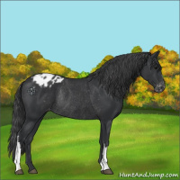 Horse Color:Black Varnish Rabicano 