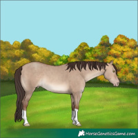 Horse Color:Sable Champagne Dun 
