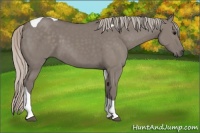 Horse Color:Silver Grullo Tobiano 