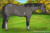 Horse Color:Grullo Tobiano 