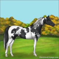 Horse Color:White Spotted Black Tobiano