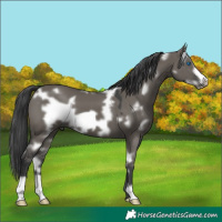 Horse Color:White Spotted Grullo Frame 