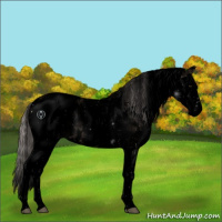 Horse Color:Void White Spotted Silver Brown Ice Dun Splash Appaloosa 