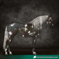 Horse Color:White Spotted Midnight Silver Buckskin Ice Dun 