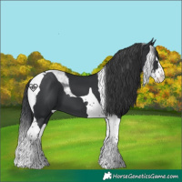 Horse Color:Black Splash Tobiano 