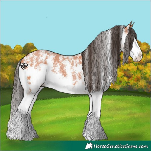 Horse Color:Bay Sabino Splash 