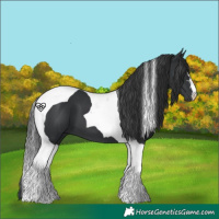 Horse Color:Black Tobiano 