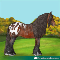 Horse Color:Bay Appaloosa Rabicano 