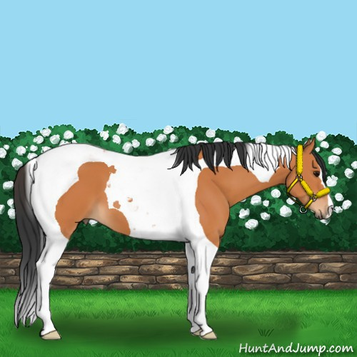 Horse Color:Bay Tobiano