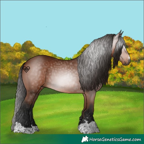 Horse Color:Gray Bay Rabicano