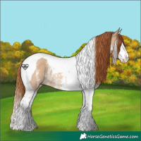 Horse Color:Red Dun Sabino Splash Tobiano Rabicano 