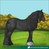 Horse Color:Black 