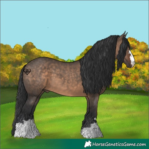 Horse Color:Brown Dun 