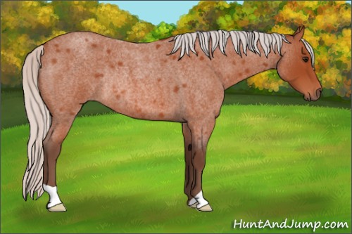 Horse Color:Silver Bay Roan Rabicano 