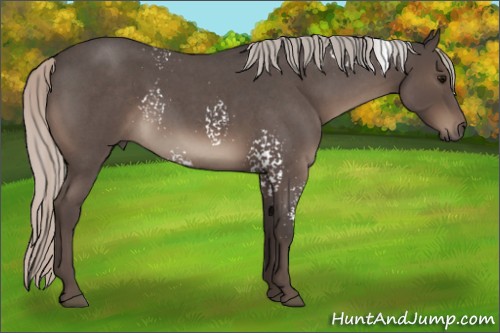 Horse Color:White Spotted Silver Blue Roan 