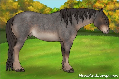 Horse Color:Liver Red Roan 