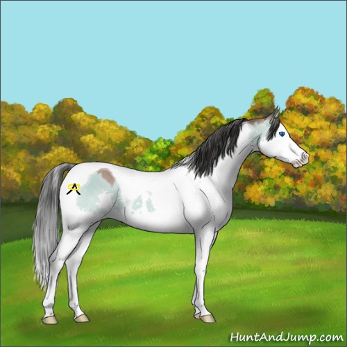 Horse Color:Brown Dun Sabino Splash Tobiano 