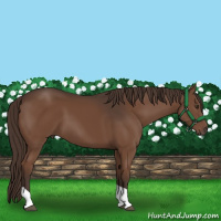 Horse Color:Liver Chestnut Tobiano 