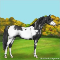 Horse Color:White Spotted Black Frame 