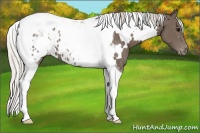 Horse Color:White Spotted Silver Black Tobiano Appaloosa 