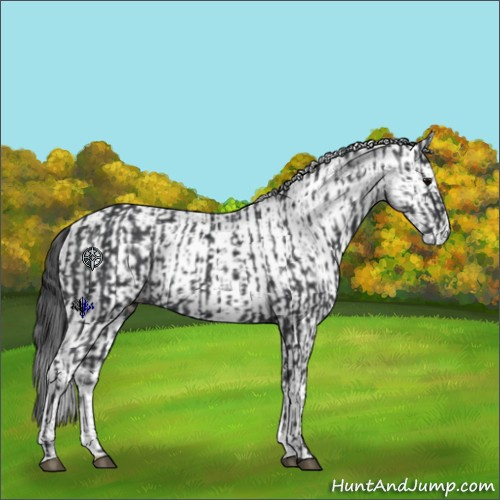 Horse Color:Black  and White Spotted Black 